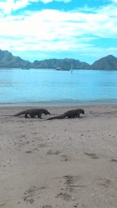 Wisata Komodo