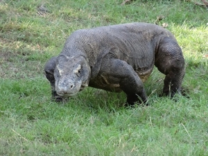 Wisata Komodo