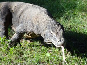 Paket tour Komodo